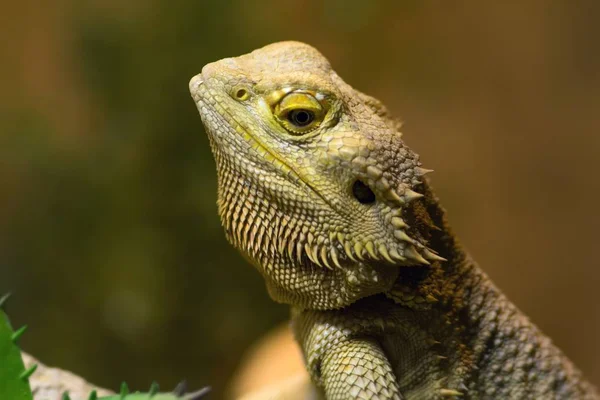 Baarddraak Exotische Hagedis Reptiel — Stockfoto