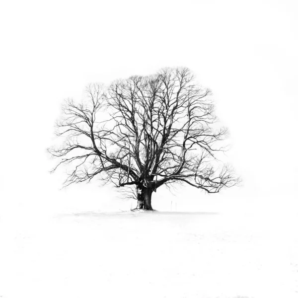 Árbol Independiente Blanco Negro Highkey Libre —  Fotos de Stock