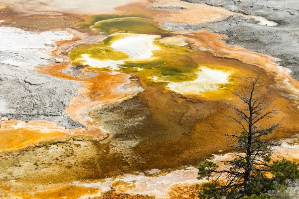 Terraço Principal Parque Nacional Pedra Amarela Wyoming Eua — Fotografia de Stock