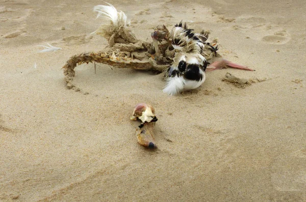 Cottura Cadavere Uccello Sulla Spiaggia — Foto Stock