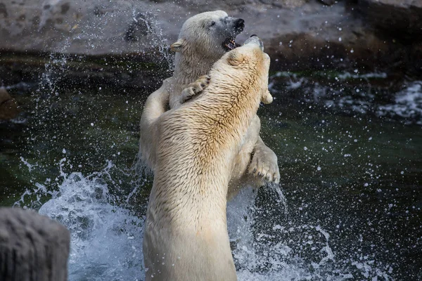 White Polar Bear Animals Wildlife Stock Photo