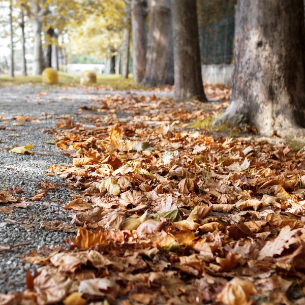 Autumn Alley Footpath Fallen Tree Leaves Defocused Blurry Background Royalty Free Stock Images