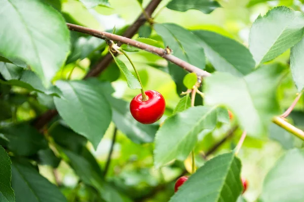 Cherry Visí Větvičce Zahradě Obklopen Zelenými Listy — Stock fotografie