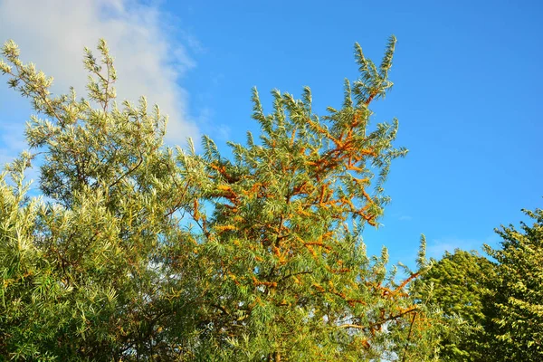 木の枝に黄色い果実 — ストック写真