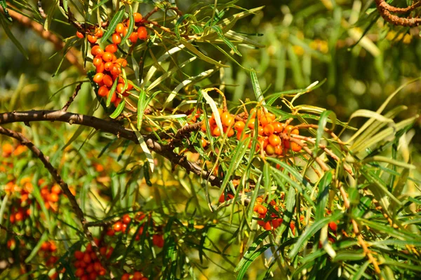 Yellow Berries Tree Branches — Stock Photo, Image