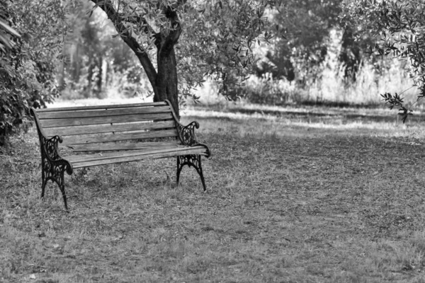 Banco Velho Jardim Com Oliveiras — Fotografia de Stock