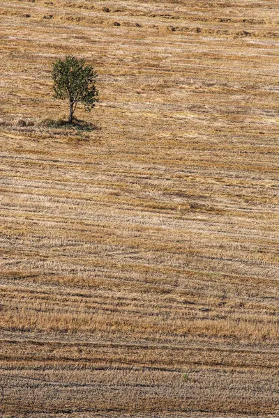 Baum Auf Einem Feld Der Maremma — Stockfoto