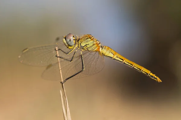 Closeup View Insect Nature — Stock Photo, Image