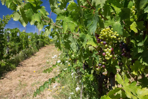Виноградник Тускани — стоковое фото