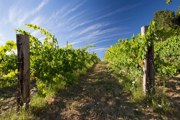 Wineyard Tuscany — Stock Photo, Image