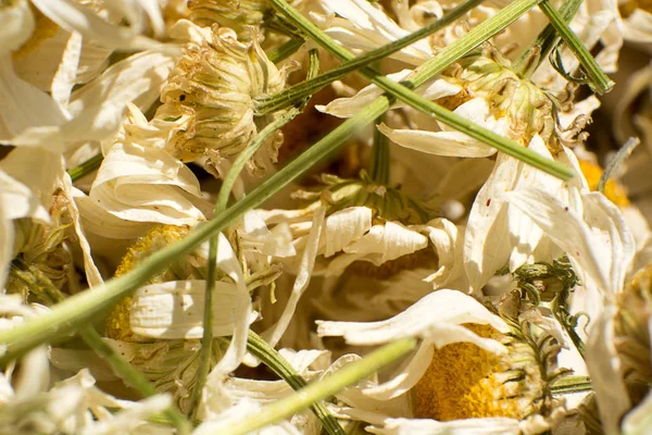 乾燥カモミールの極端なマクロ撮影 — ストック写真