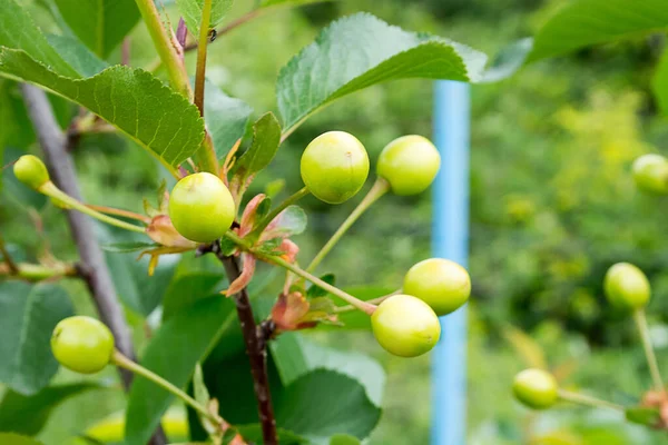 Grupo Cerezas Rasgadas Árbol Con Más Ellas Borrosas Fondo — Foto de Stock