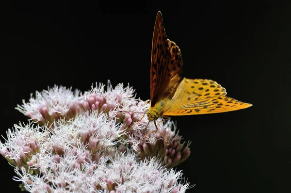 로셰임 근처에 프레리 Argynnis Paphia — 스톡 사진