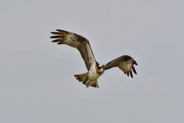 Malebný Pohled Krásného Osprey Ptáka — Stock fotografie