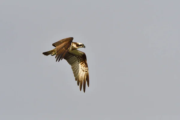 Vista Cênica Belo Pássaro Osprey — Fotografia de Stock