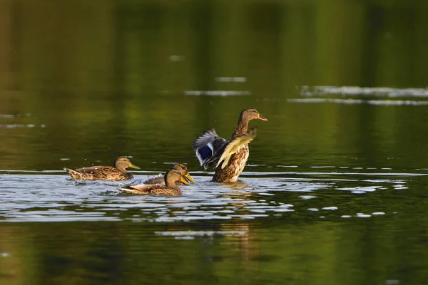 Mallards Dans Soleil Soir — Photo