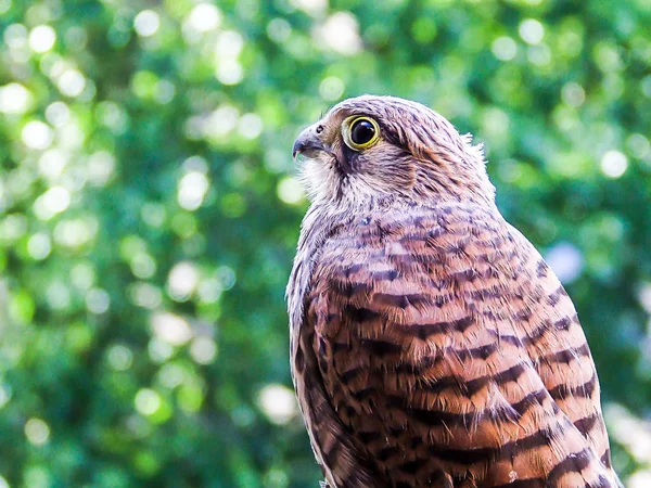 Beatiful Young Falcon Kestrel Blurred Background — Stock Photo, Image