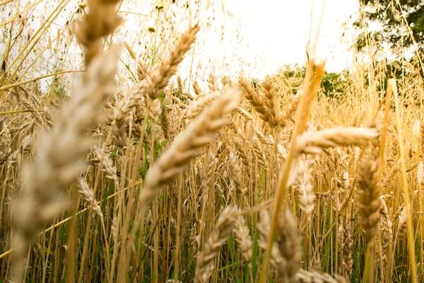 Goldenes Weizenfeld Einem Sonnigen Tag Mit Himmel Und Wald Hintergrund — Stockfoto