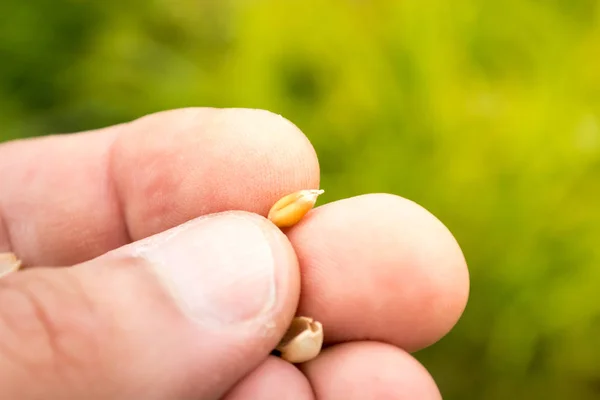 Mano Masculina Inspeccionando Semillas Trigo Con Fondo Verde Borroso — Foto de Stock