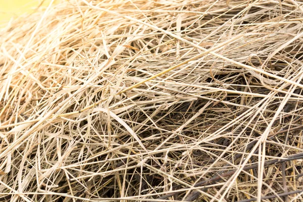 Gros Plan Foin Par Une Journée Ensoleillée Scène Agricole — Photo