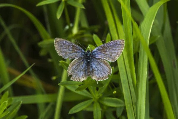 Gros Plan Papillon Dans Habitat Concept Sauvagerie — Photo