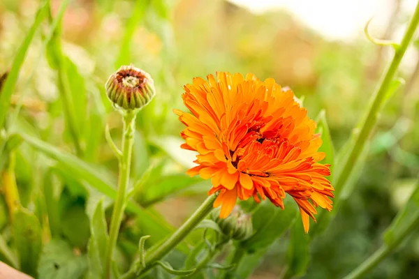Oranžová Květina Zahradě Slunečné Ráno Rozmazané Pozadí Zelené — Stock fotografie