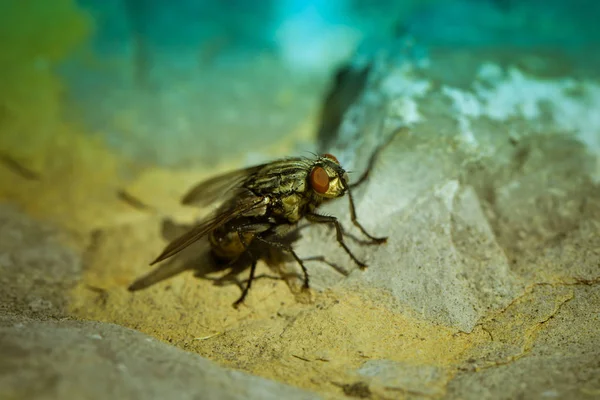 Close Zicht Insect Natuur — Stockfoto