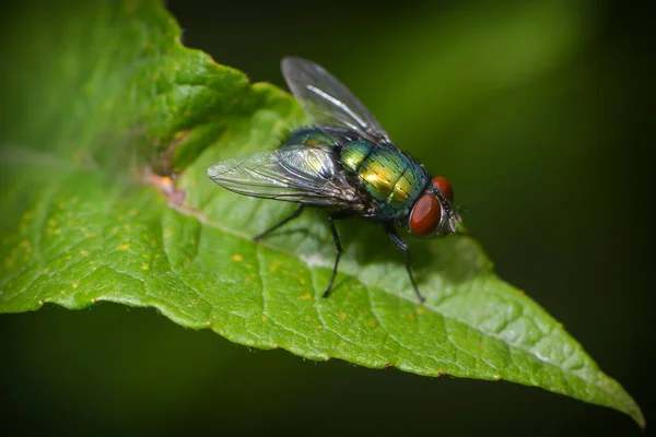 Nahaufnahme Von Käfer Der Natur — Stockfoto