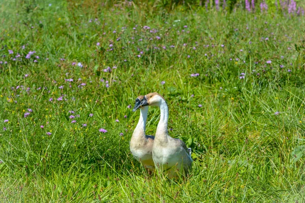 Vue Panoramique Oiseau Oie Nature — Photo