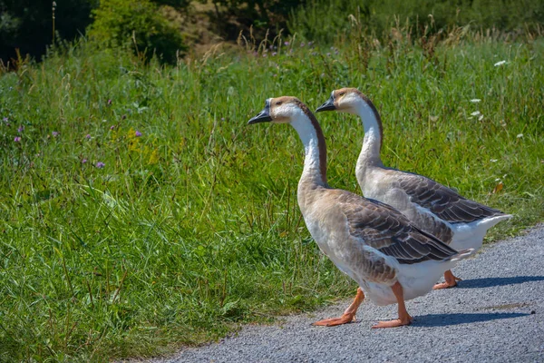 Aussichtsreiche Aussicht Auf Gänsevögel Der Natur — Stockfoto