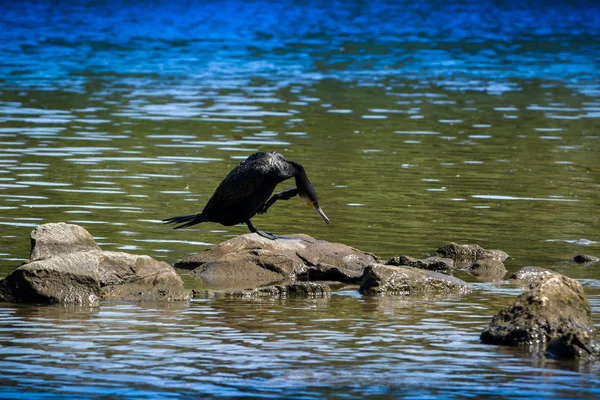 Cormorano Sul Fiume Pulisce Suo Piumaggio — Foto Stock