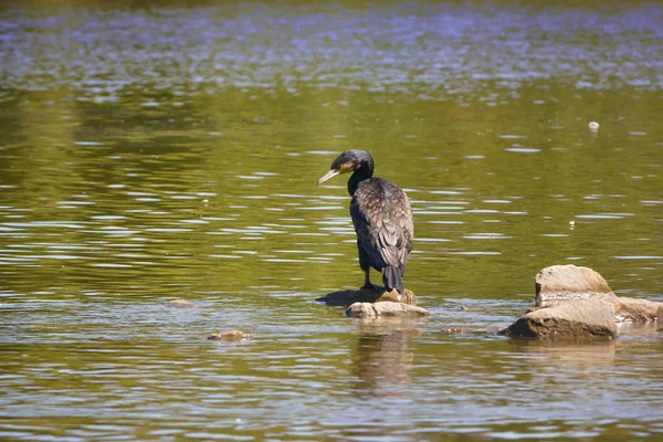 Kormoran Fluss Säubert Sein Gefieder — Stockfoto