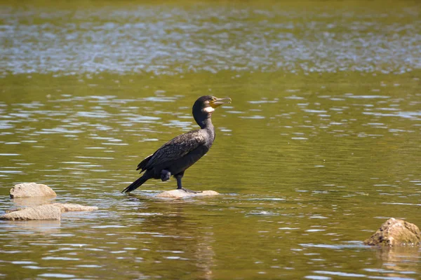 Cormorán Río Limpia Plumaje — Foto de Stock