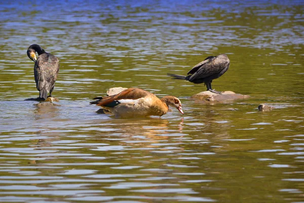 Kormoran Und Nilgans Fluss — Stockfoto