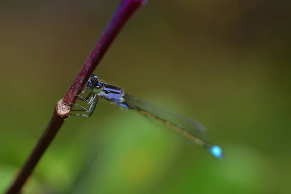 Vista Macro Primer Plano Del Insecto Libélula — Foto de Stock