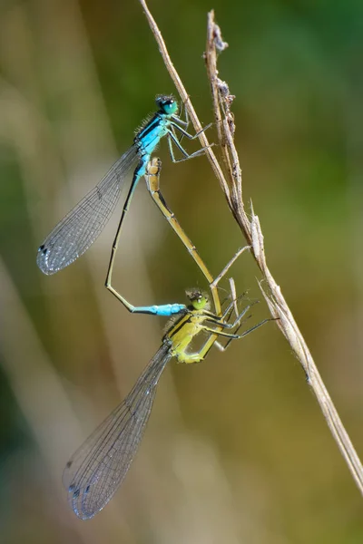 Yusufçuk Böceği Flora Fauna — Stok fotoğraf