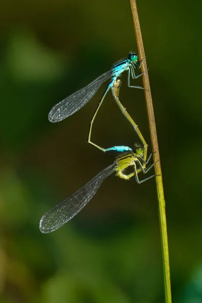 Detailní Makro Pohled Hmyz Vážky — Stock fotografie