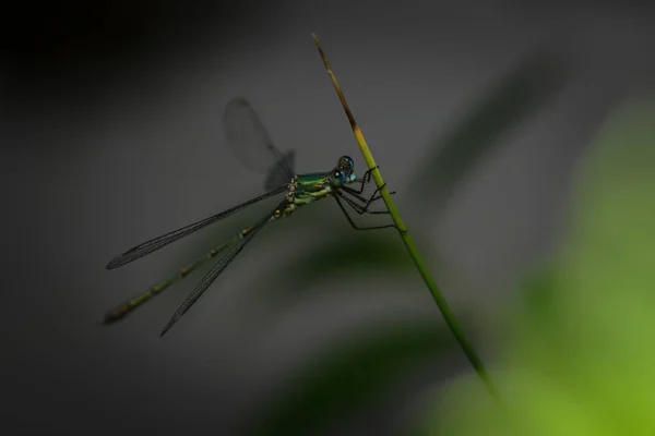 Primo Piano Macro Vista Insetti Libellula — Foto Stock