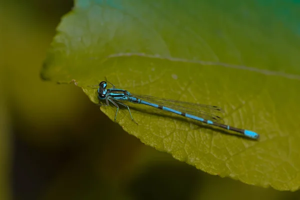 Close Macro View Van Libelle Insect — Stockfoto