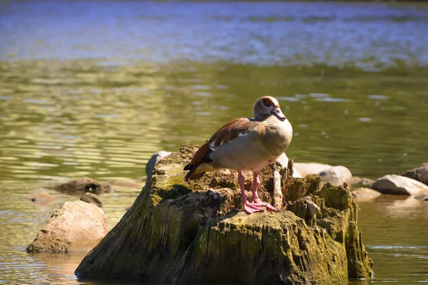 河边的雁群 — 图库照片