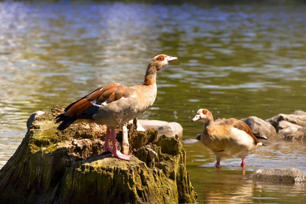 Nile Geese River — Stock Photo, Image