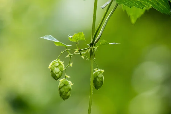 Grüner Hopfen Garten — Stockfoto