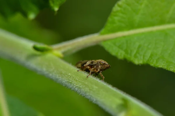 Cicada Plant Stem — Stock Photo, Image