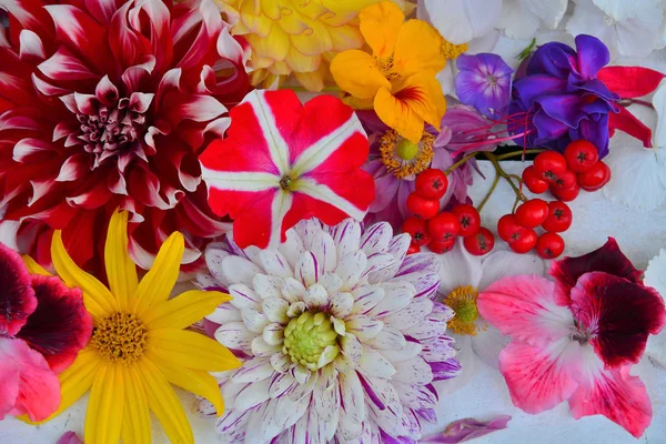 Colorful Flower Background White Wood — ストック写真