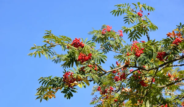 Rowan Red Berries Autumn Blue Sky — Stock Photo, Image