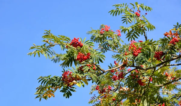 Rowan Com Bagas Vermelhas Outono Com Céu Azul — Fotografia de Stock