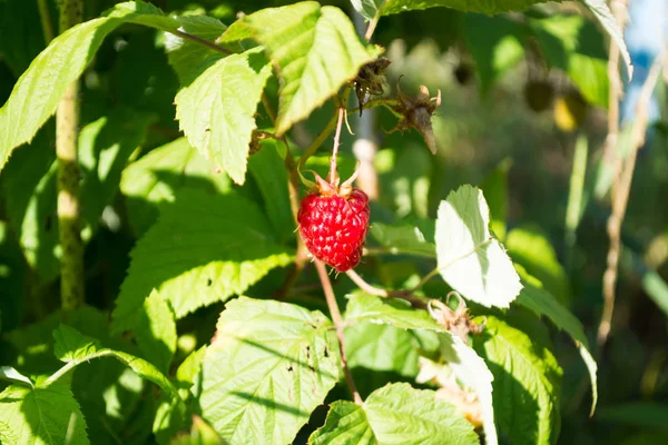 Fresh Healthy Raspberry Twig Sunny Day — Stock Photo, Image