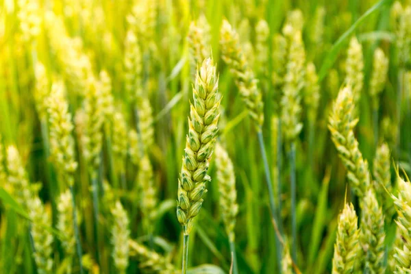 Ear of green wheat in a wheat field