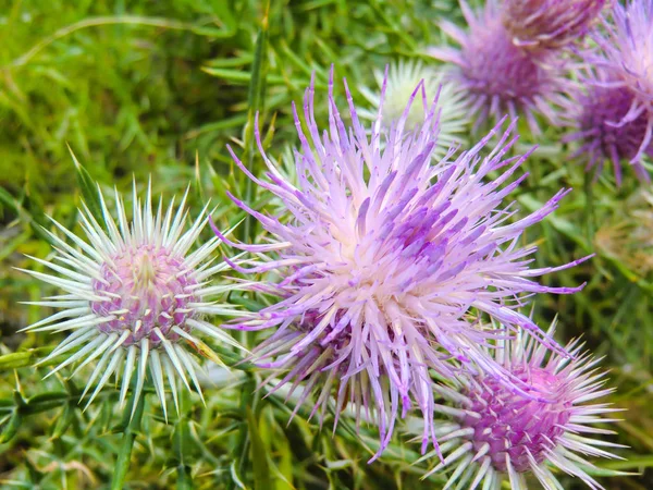 Pink Milk Thistle Flower Bloom Summer — Stock Photo, Image