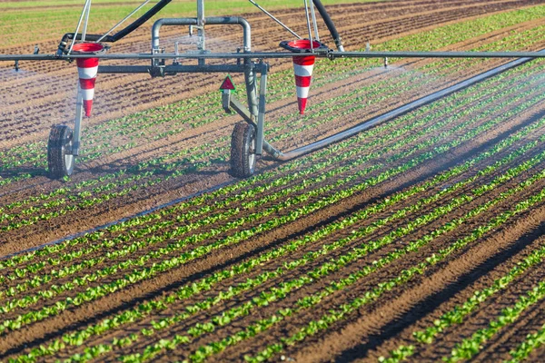 Salatfeld Wird Bewässert — Stockfoto